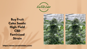 Buy Fruit Cake Seeds