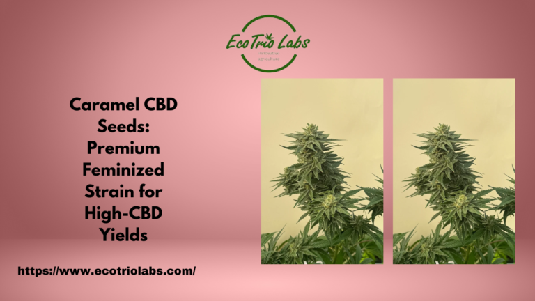 Caramel CBD Seeds