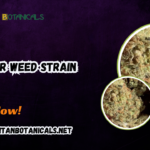 JOKER WEED STRAIN