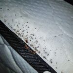 bed bug infestation, how to get rid of bed bugs,