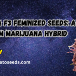 #1 Stunna F3 feminized seeds