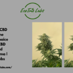 Caramelo CBD Seeds