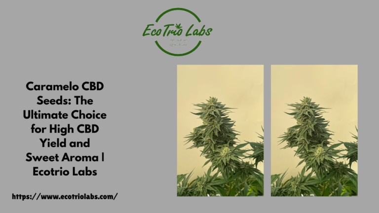 Caramelo CBD Seeds