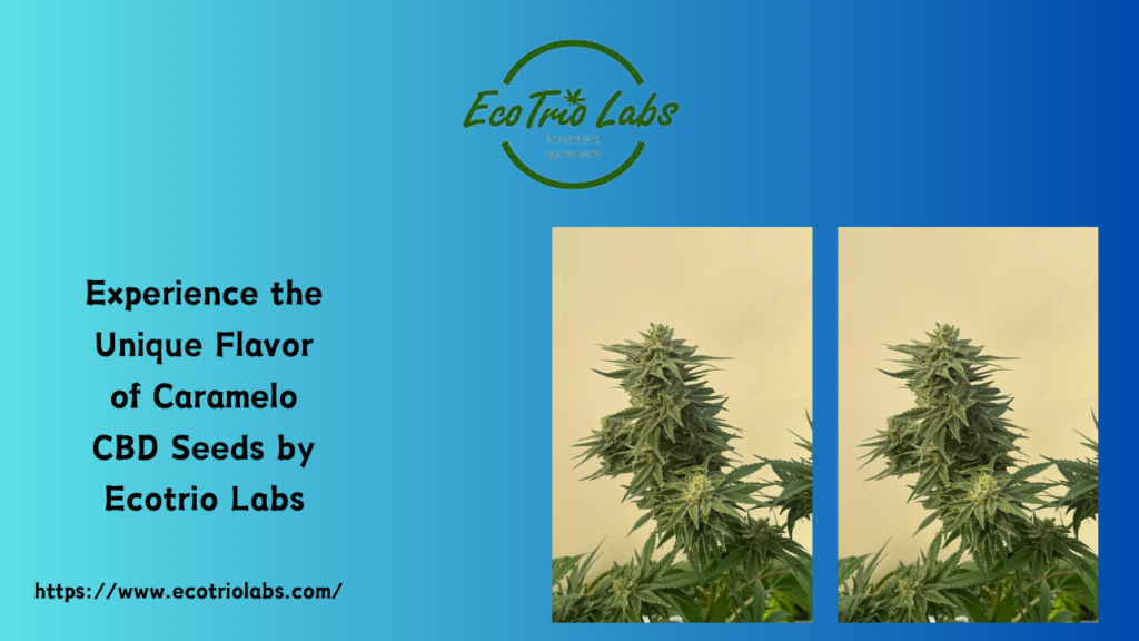 Caramelo CBD Seeds