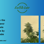 Caramelo CBD Seeds