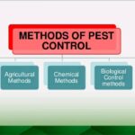 Pest Control Methods