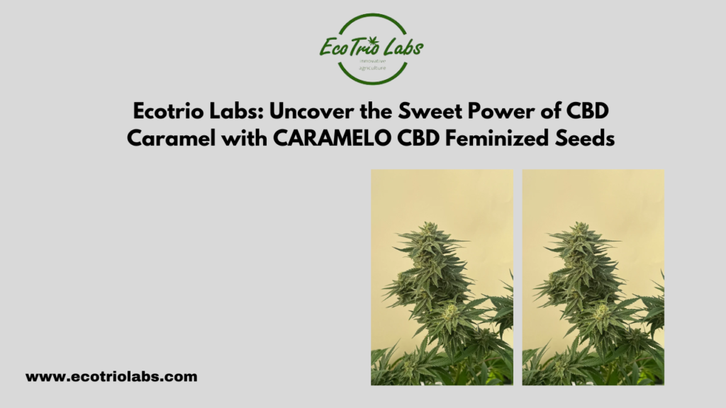 CBD Caramel