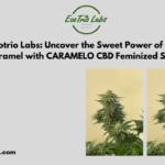 CBD Caramel