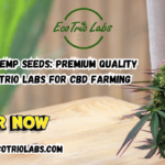 Kompolti Hemp Seeds