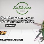 Kompolti Hemp Seeds