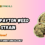 Gary Payton Weed Strain