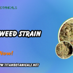 Joker Weed Strain