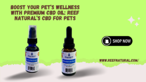 CBD for Pets