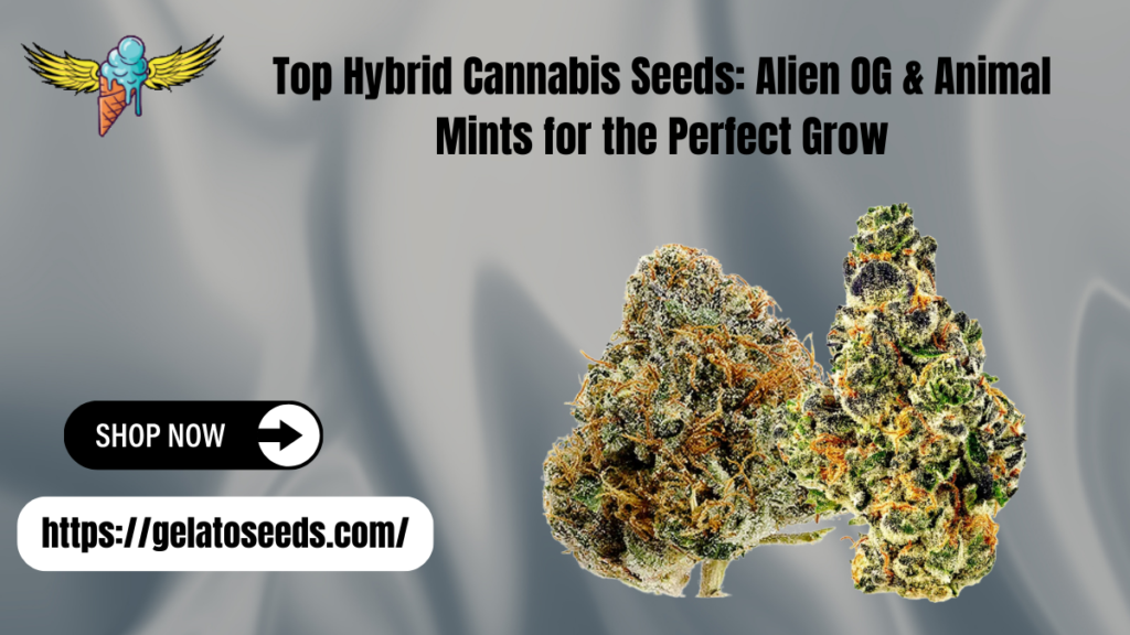 Hybrid cannabis seeds