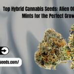 Hybrid cannabis seeds