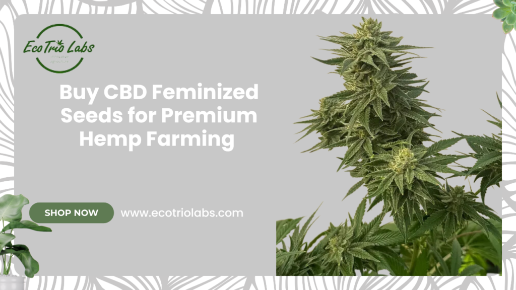 CBD feminized seeds