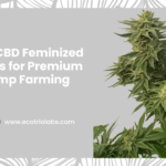 CBD feminized seeds