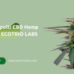 kompolti cbd hemp seeds