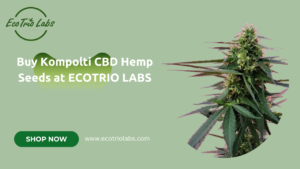 kompolti cbd hemp seeds