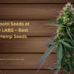 buy Kompolti seeds