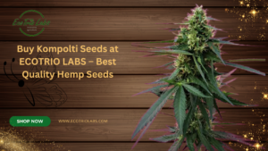 buy Kompolti seeds