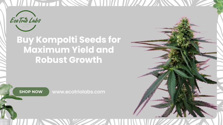 Buy Kompolti seeds