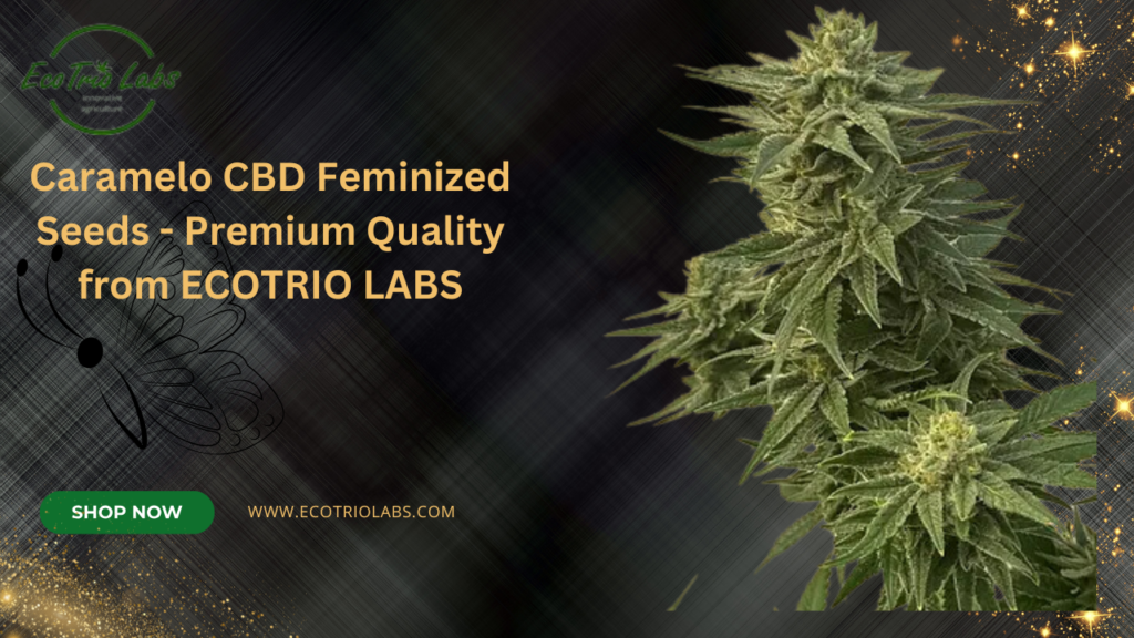 Caramelo CBD Feminized Seeds