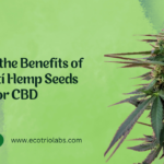 Kompolti Hemp Seeds