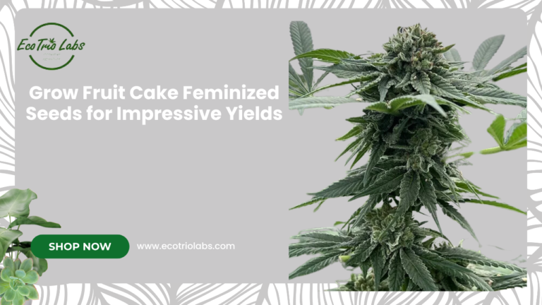 Fruit Cake Feminized Seeds