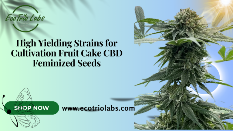 Fruit Cake CBD feminized seeds