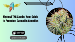 Highest THC Seeds