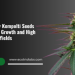 buy Kompolti seed