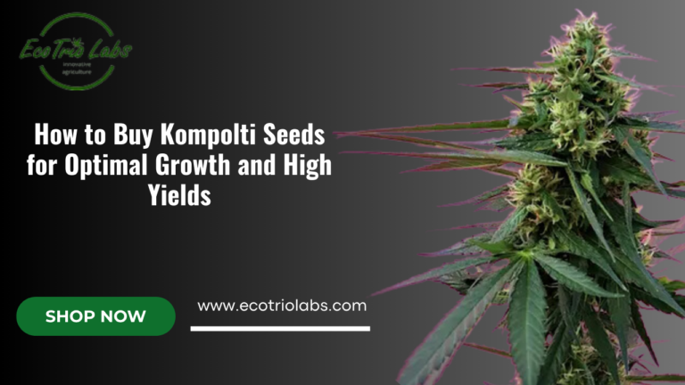 buy Kompolti seed