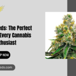 Hybrid Cannabis Seeds