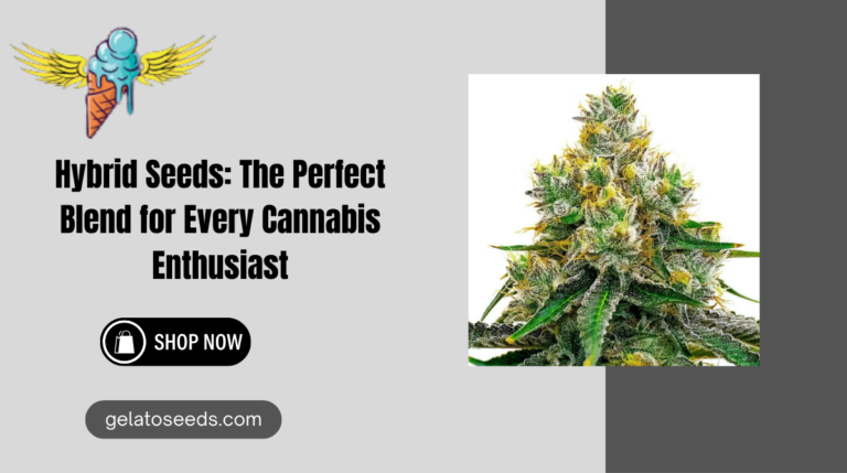 Hybrid Cannabis Seeds