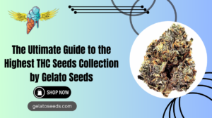 highest THC seeds