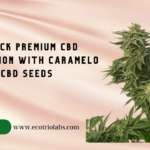 Caramelo CBD seeds