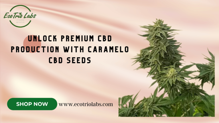 Caramelo CBD seeds