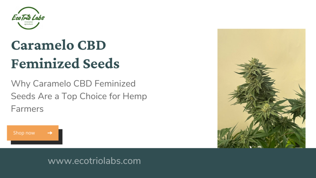 Caramelo CBD Feminized Seeds