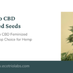 Caramelo CBD Feminized Seeds