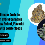 hybrid cannabis seeds