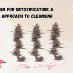 CBD Flower for Detoxification