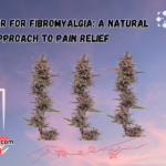 CBD Flower for Fibromyalgia