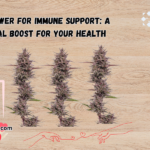 CBD Flower for Immune Support