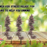 CBD Flower for Stress Relief