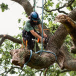 What’s the Easiest Way to Remove a Tree Stump in Bradford?