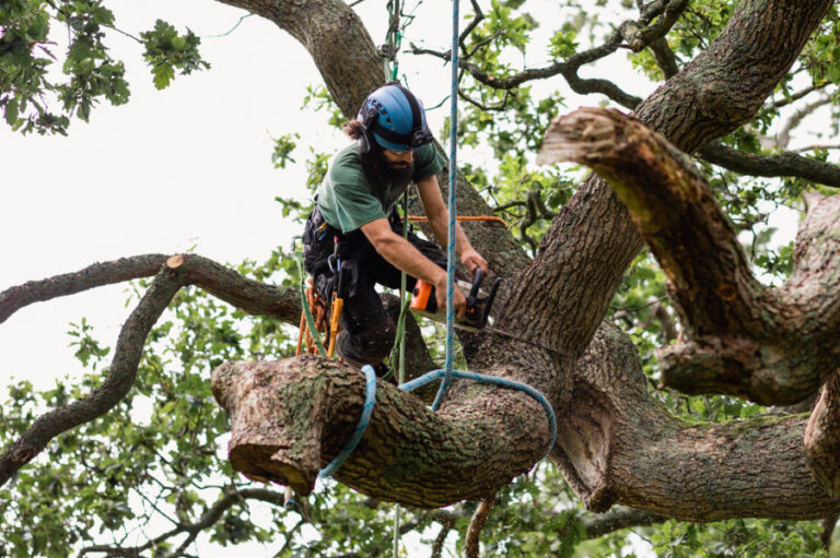 Can Tree Surgery in Blackpool Prevent Future Property Damage?