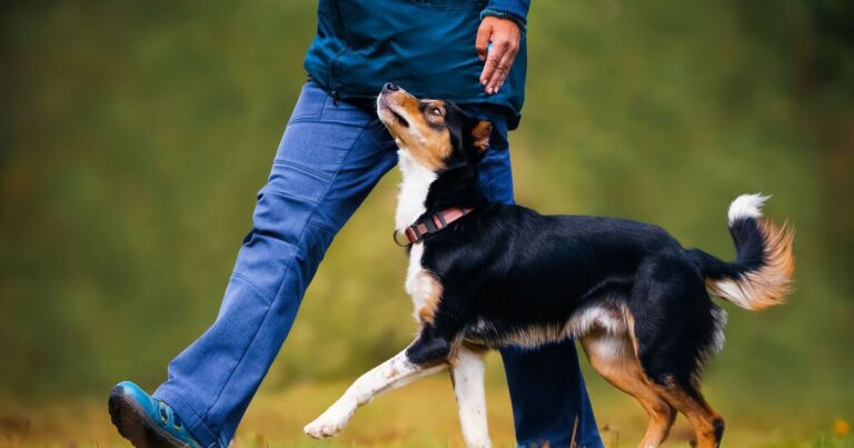 dog obedience training victoria