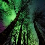 Dog Sledding and Aurora Hunting: A Classic Arctic Combo