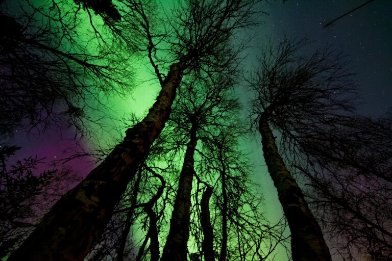 Dog Sledding and Aurora Hunting: A Classic Arctic Combo